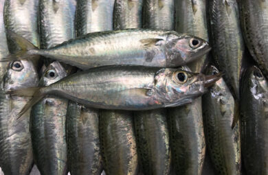 Indian Mackerel