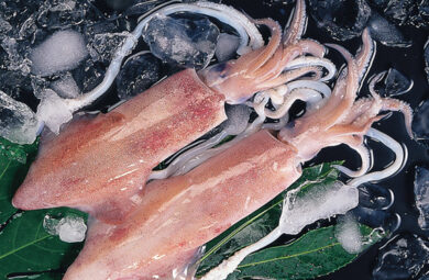 loligo Squid